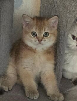 Süße BKH Kitten suchen ein neues Zuhause - Bonn
