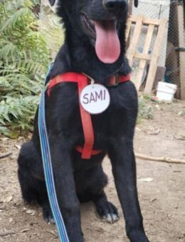 💚 SAMI 2 💚 - MÖCHTE DEIN HERZ EROBERN! - Alfeld (Leine)