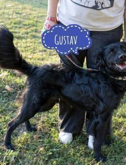 Gustav ein Hund mit Potenzial - Flörsheim-Dalsheim