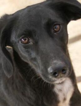 Irma sucht einen Kuschel-Sofa-Platz - Schwabach