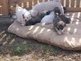 Bochon Frise Mix Welpen suchen ein zu hause in 93466