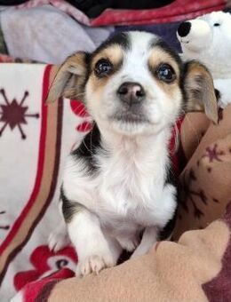 Babette von der Straße in RO gerettet - Blankenheim (Nordrhein-Westfalen)