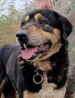 Marlon - war mehr tot als lebendig - Dreikirchen