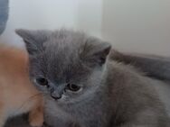 Bkh Kitten Reinrassig / Stammbaum Blue , Creme - Bielefeld