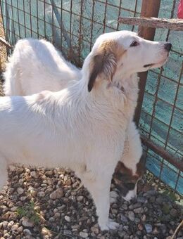 TODDY - großer Hund, großes Herz, große - Konstanz