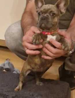 Französische Bulldoggen Welpen suchen ihr Für immer-Zuhause - Bad Brückenau