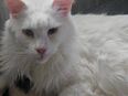 Maine coon Kater in 41849