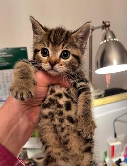 Schmusekatze abzugeben 12 Wochen alt - Sögel