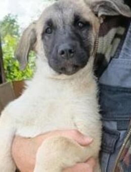 Amber sucht ihre Familie - München