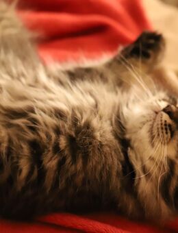 BkH Kater königlich kitten sucht liebevolles zu Hause - Bannewitz