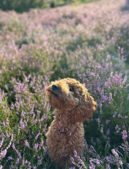 Zwergpudel: Liebevolles zu Hause gesucht - Hamburg