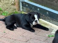 Frops Welpen Französische Bulldogge Mops - Faulbach