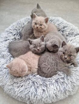 Reinrassige BKH Kitten mit Stammbaum (lilac/blue) - Neuwied Zentrum
