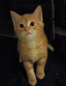 4 Kitten suchen noch ein Zuhause in 26388