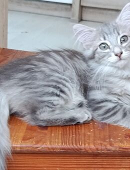 Norweg. Waldkatzen Kitten weiblich. + männlich - Zweibrücken