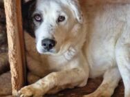 Hübscher LOKI sucht liebes Zuhause - Neuberg