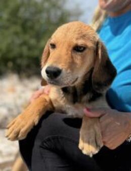 Arlo aufgeweckter Jungspund🌞 - München