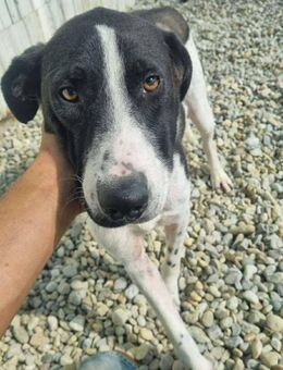 Bali - ein Traum - Overath