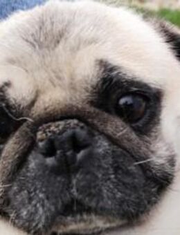 MELLON - anhänglicher vitaler Senior - Overath