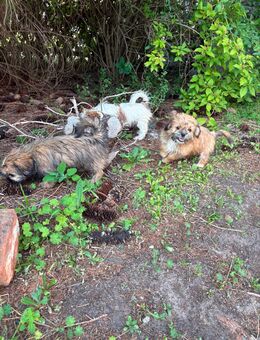 bolonka/malteser-shi tzu mischline - Neuhausen (Spree)