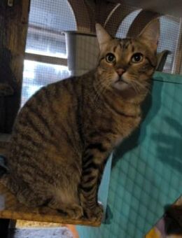 Freundlcher Basti sucht DICH! - Walluf