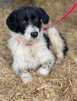 LEVIN - möchte die Welt entdecken...... - Kempen