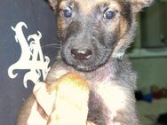 Toller Malinois X Herder Welpe Schäferhund - Vilshofen (Donau)