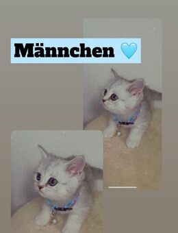 Britisch Kurzhaar Babys - Oldenburg