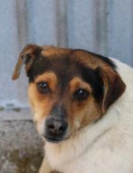 Vela - kinderlieb u. zutraulich - Lohra