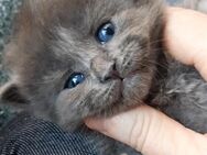 Maine coon mix Heilige Birma kitten - Hünstetten