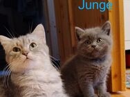 4 BKH Jungs suchen ab 16. Juni 2025 ein Zuhause - Elxleben (Landkreis Ilm-Kreis)