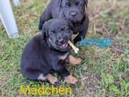 Cane Corso Labrador Mix Welpen - Luckaitztal