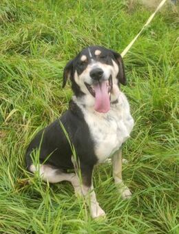 Kyro - fröhlich und aktiv - Dreikirchen