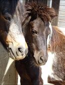 Zwei Schatzis suchen ein neues liebevolles Zuhause in 97727