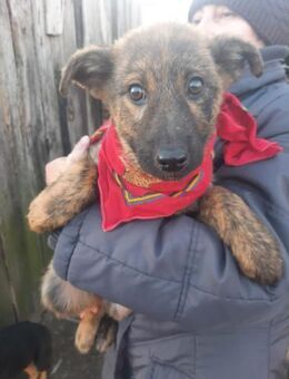 Mila wartet auf ihre Familie - Wöllstadt