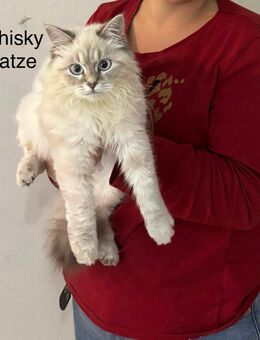 Perser/never, Maskerade - Niedernhausen