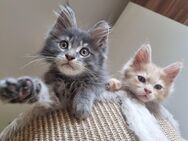 Reinrassige XXL Maine Coon Kitten - Bous
