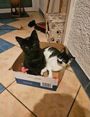 Katzenkinder Kater und Mädchen in 67365