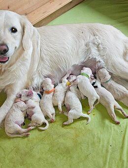 Goldedoodle Welpen Mädels &Buben - Straelen