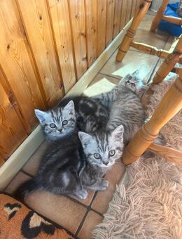 BKH kitten blue silver tabby spotted Britisch Kurzhaar katzen Babykatze Whiskas - Hiddenhausen