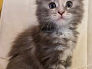 Maine Coon Kitten - Breitungen (Werra)