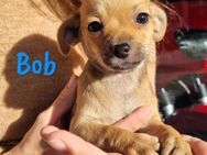 Bob kleiner Chihuahua-Mix Welpe 10/24 ES - Ruppertsecken