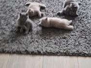 BKH KITTEN - Bremen