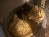 5 Süße Hauskatzen - Berlin