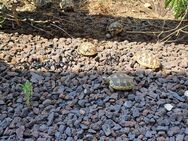 Breitrandschildkröten NZ 2021 abzugeben - Rastow
