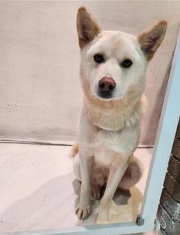 Soonsim sucht ein Zuhause! ♥ - Ebstorf (Klosterflecken)