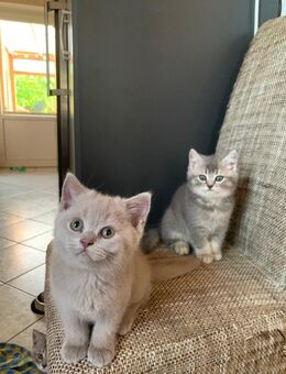 3 Reinrassige Süßen BKH Kitten - Werlte