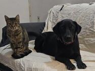 Sanfte ♥Maya♥ auch katzenverträglich - Hamburg