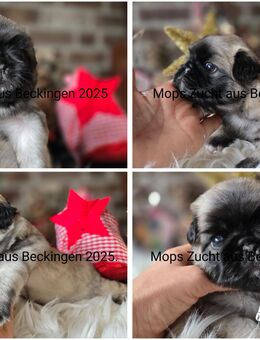 Mops Welpen mit Ahnentafel - Beckingen