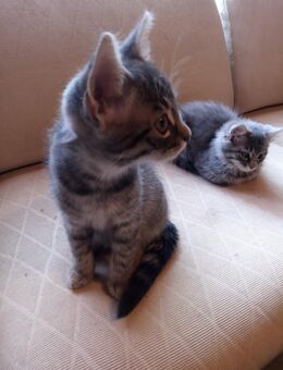 4 Kitten Katzenbaby Katzenkind Kätzchen ab sofort abzugeben - Neitersen